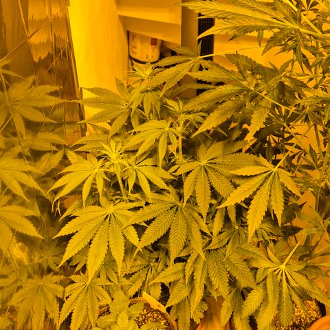 🍍Anna  #1 amnesia lemon  growlog timeline photo