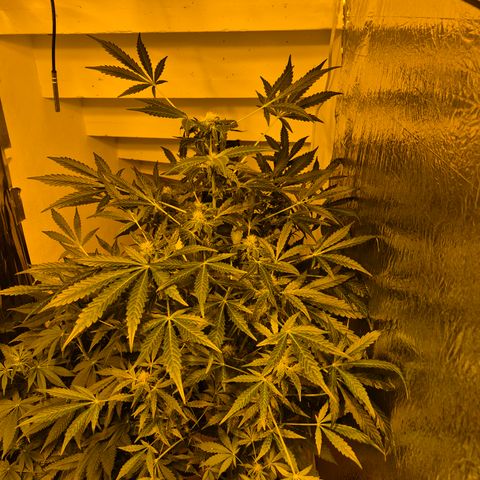 Runtzi Auto ♥️ Barney's Farm  growlog timeline photo
