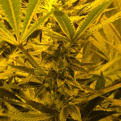 Karli - SHISKABERRY (auto) growlog timeline photo
