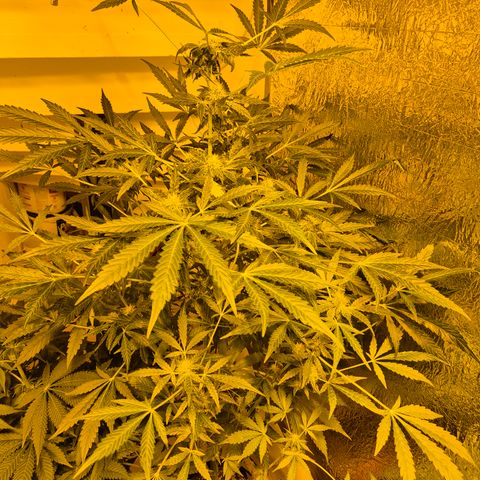 Runtzi Auto ♥️ Barney's Farm  growlog timeline photo