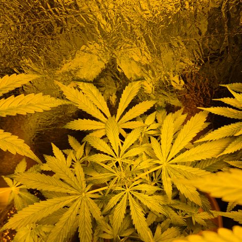 🌈 Zkittles auto🌈 growlog timeline photo