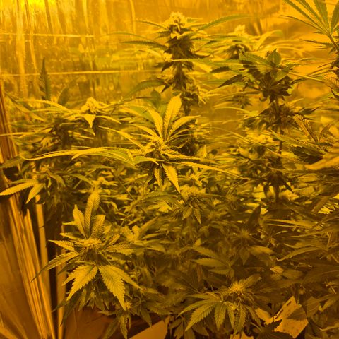 Kushi 😶‍🌫️(rest n. Teilernte/ critical kush, 9.1.24 🎁, Kümmerling) growlog timeline photo