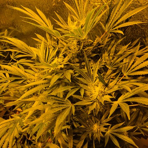 Karli - SHISKABERRY (auto) growlog timeline photo