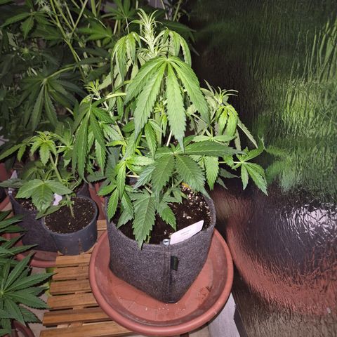🌈 Zkittles auto🌈 growlog photo: Hungrig 