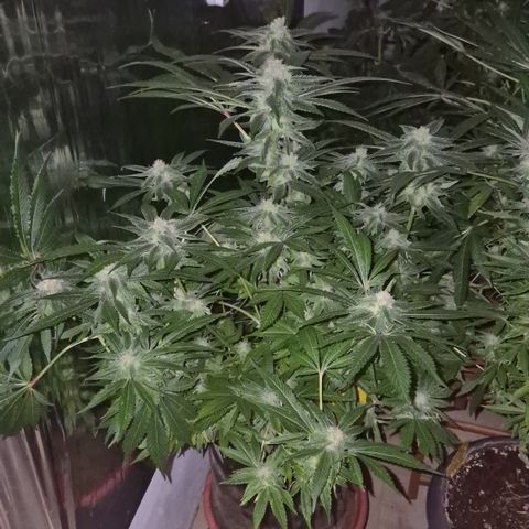 Kushi 😶‍🌫️(rest n. Teilernte/ critical kush, 9.1.24 🎁, Kümmerling) growlog photo: Nachts