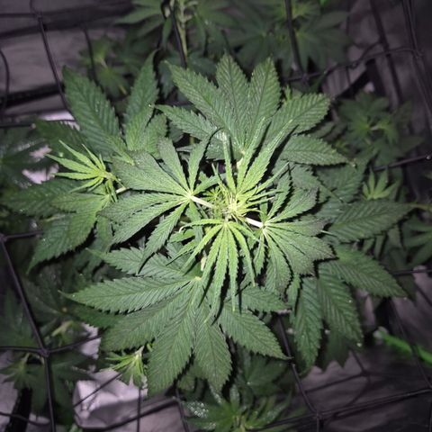 🌅Sherbi photo, blue sunset sherbert, Barneys farm  growlog timeline photo