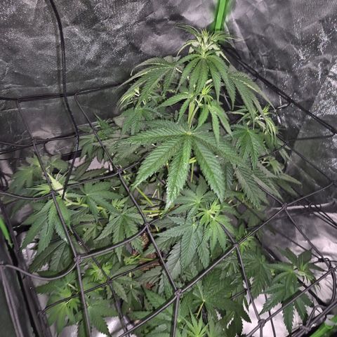 🌅Sherbi photo, blue sunset sherbert, Barneys farm  growlog timeline photo