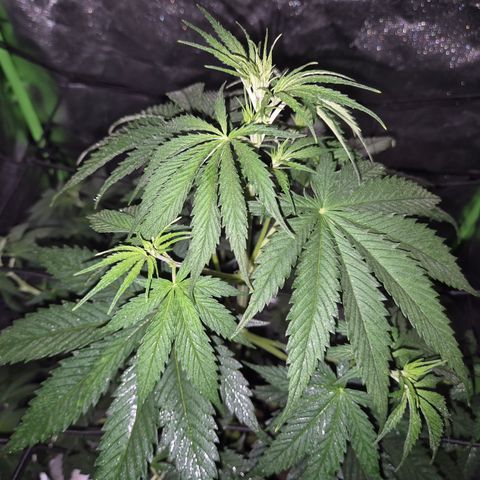 🌅Sherbi photo, blue sunset sherbert, Barneys farm  growlog timeline photo