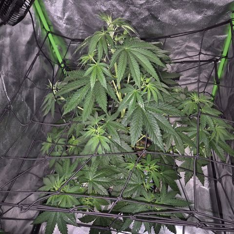 🌅Sherbi photo, blue sunset sherbert, Barneys farm  growlog timeline photo