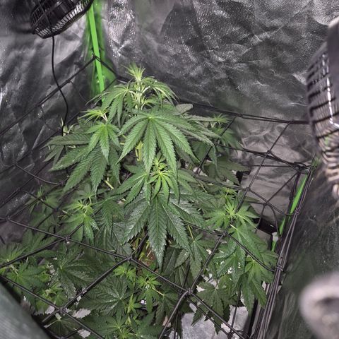 🌅Sherbi photo, blue sunset sherbert, Barneys farm  growlog timeline photo