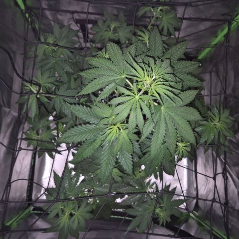 🌅Sherbi photo, blue sunset sherbert, Barneys farm  growlog timeline photo