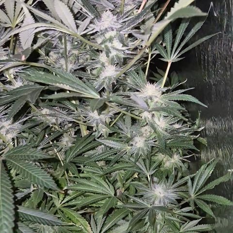 Karli - SHISKABERRY (auto) growlog timeline photo