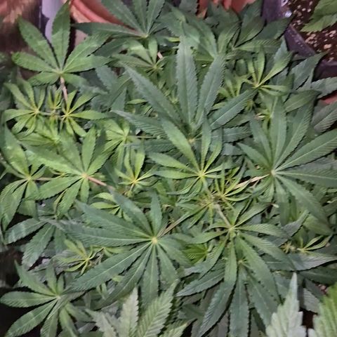 Mimosa evo Photo ♥️ Barney's Farm  growlog timeline photo