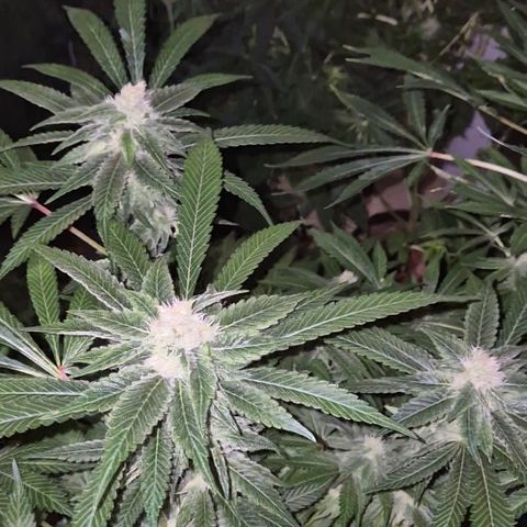 Kushi 😶‍🌫️(rest n. Teilernte/ critical kush, 9.1.24 🎁, Kümmerling) growlog timeline photo