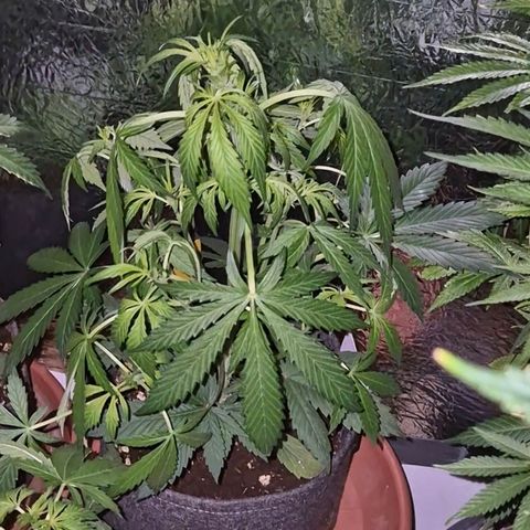 🌈 Zkittles auto🌈 growlog photo: Hungrig 