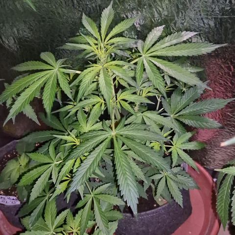 🌈 Zkittles auto🌈 growlog photo: Schon besser 😅