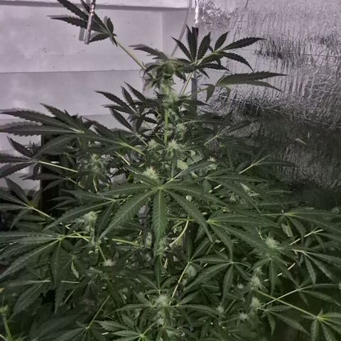 Runtzi Auto ♥️ Barney's Farm  growlog timeline photo