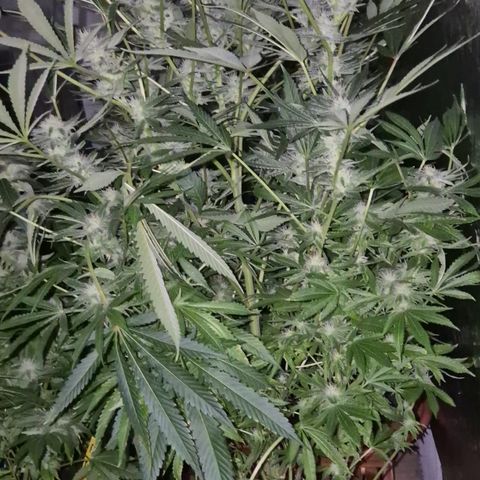 Karli - SHISKABERRY (auto) growlog timeline photo