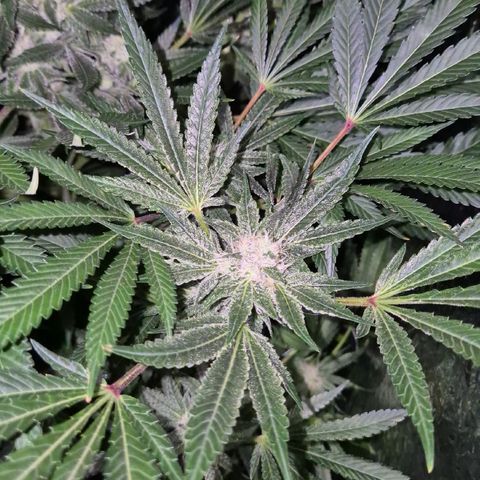 Karli - SHISKABERRY (auto) growlog timeline photo