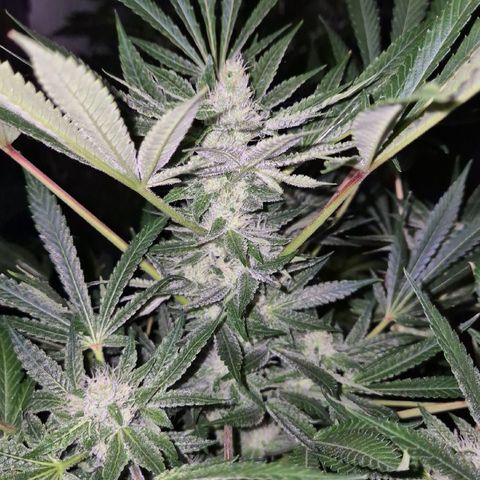 Karli - SHISKABERRY (auto) growlog timeline photo