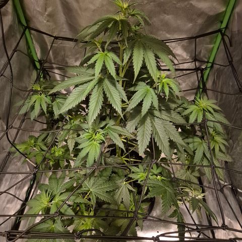 🌅Sherbi photo, blue sunset sherbert, Barneys farm  growlog timeline photo