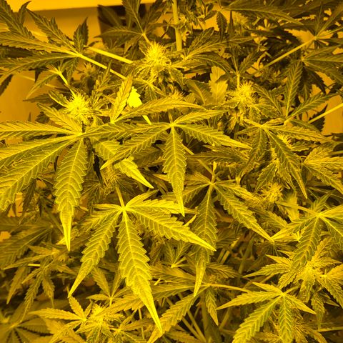 Runtzi Auto ♥️ Barney's Farm  growlog timeline photo