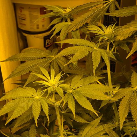 🍍Anna  #1 amnesia lemon  growlog timeline photo