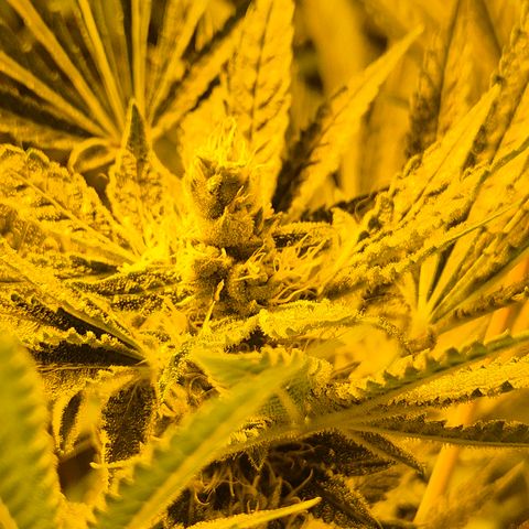 Karli - SHISKABERRY (auto) growlog timeline photo