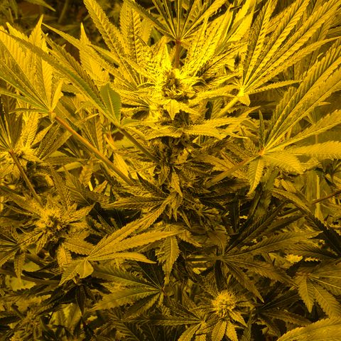 Karli - SHISKABERRY (auto) growlog timeline photo