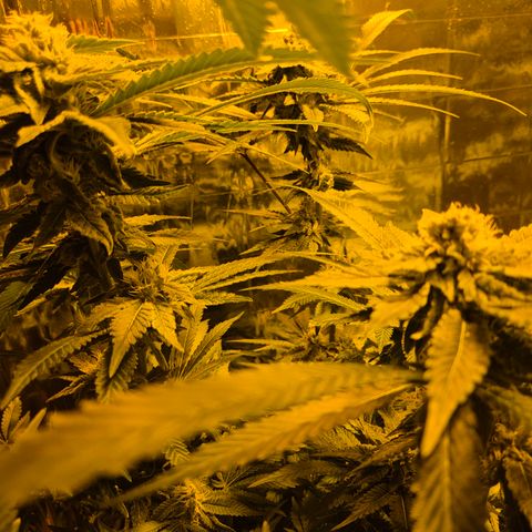 Kushi 😶‍🌫️(rest n. Teilernte/ critical kush, 9.1.24 🎁, Kümmerling) growlog timeline photo