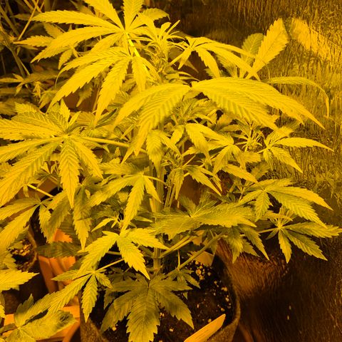 🌈 Zkittles auto🌈 growlog timeline photo