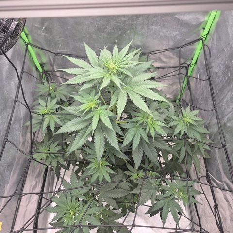 🌅Sherbi photo, blue sunset sherbert, Barneys farm  growlog timeline photo