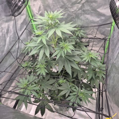 🌅Sherbi photo, blue sunset sherbert, Barneys farm  growlog timeline photo