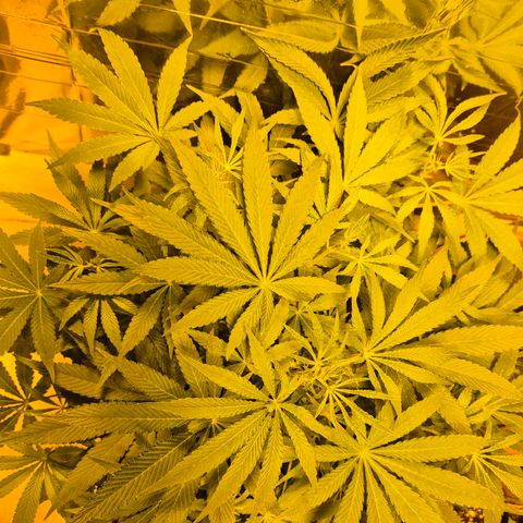 Mimosa evo Photo ♥️ Barney's Farm  growlog timeline photo