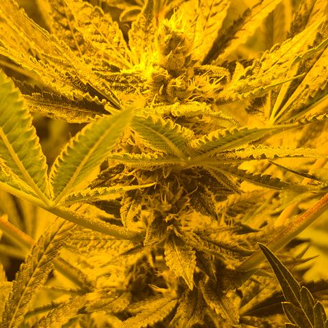 Karli - SHISKABERRY (auto) growlog timeline photo