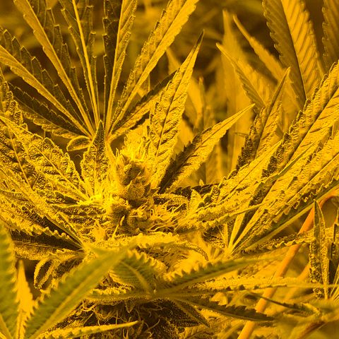 Karli - SHISKABERRY (auto) growlog timeline photo