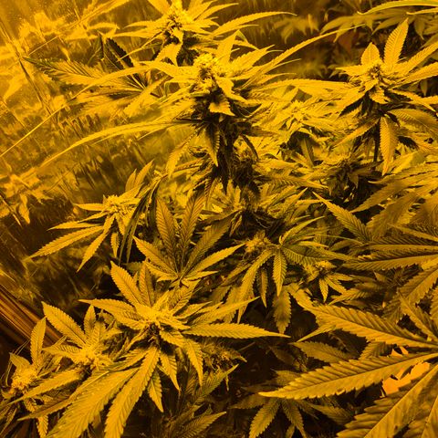 Kushi 😶‍🌫️(rest n. Teilernte/ critical kush, 9.1.24 🎁, Kümmerling) growlog timeline photo