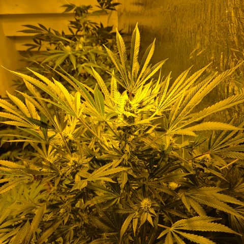 Karli - SHISKABERRY (auto) growlog timeline photo