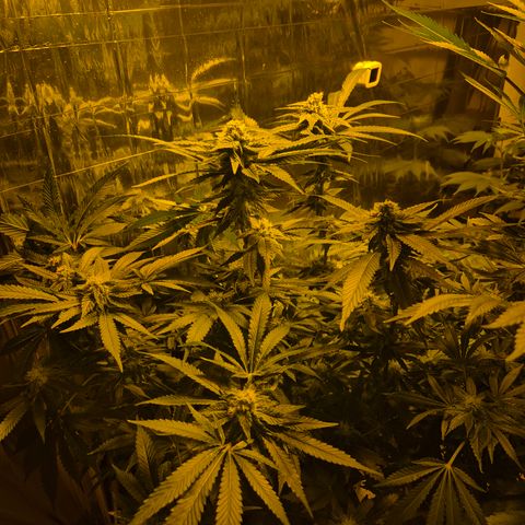 Kushi 😶‍🌫️(rest n. Teilernte/ critical kush, 9.1.24 🎁, Kümmerling) growlog timeline photo