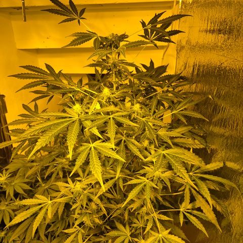 Runtzi Auto ♥️ Barney's Farm  growlog timeline photo