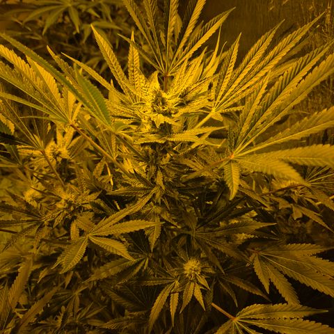 Karli - SHISKABERRY (auto) growlog timeline photo