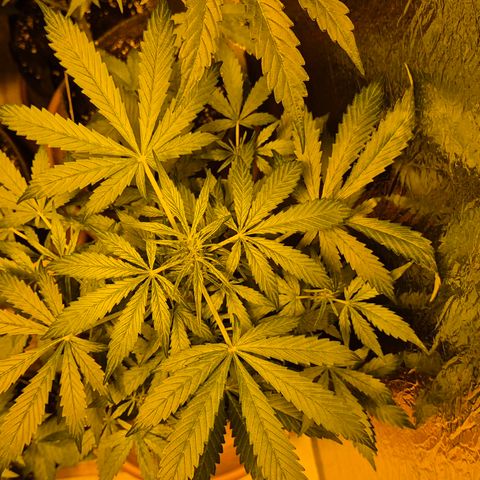 🌈 Zkittles auto🌈 growlog timeline photo