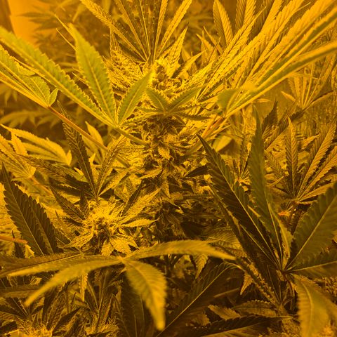 Karli - SHISKABERRY (auto) growlog timeline photo