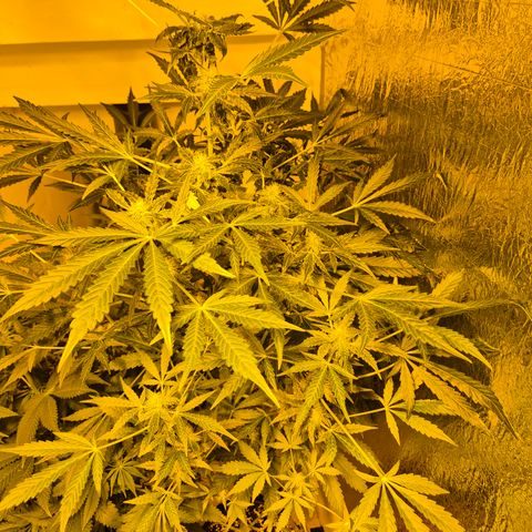Runtzi Auto ♥️ Barney's Farm  growlog timeline photo