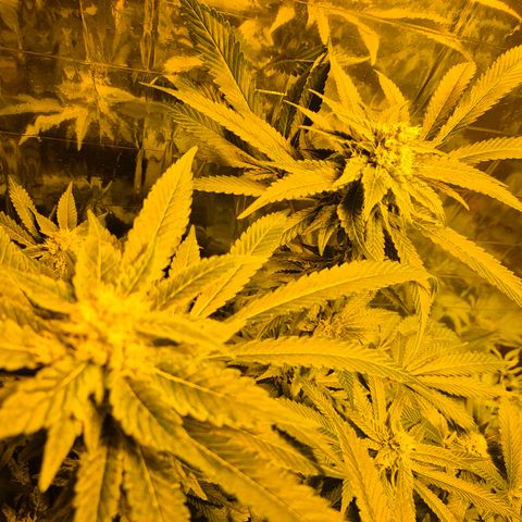 Kushi 😶‍🌫️(rest n. Teilernte/ critical kush, 9.1.24 🎁, Kümmerling) growlog timeline photo