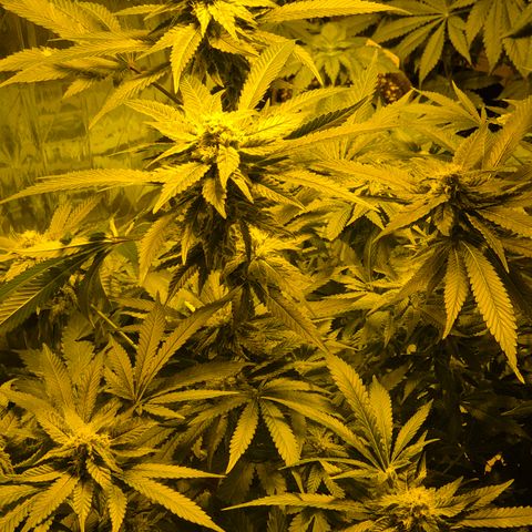 Kushi 😶‍🌫️(rest n. Teilernte/ critical kush, 9.1.24 🎁, Kümmerling) growlog timeline photo