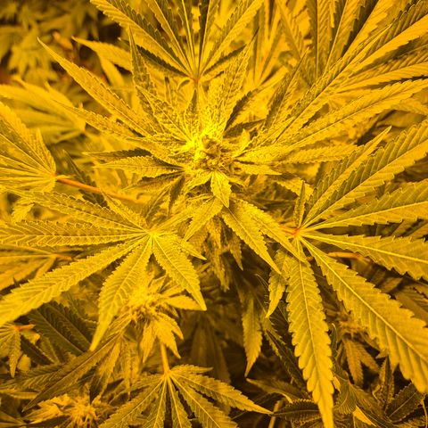 Karli - SHISKABERRY (auto) growlog timeline photo