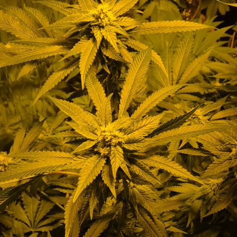 Kushi 😶‍🌫️(rest n. Teilernte/ critical kush, 9.1.24 🎁, Kümmerling) growlog timeline photo