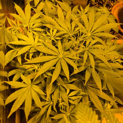 Mimosa evo Photo ♥️ Barney's Farm  growlog timeline photo