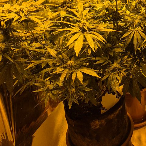 Kushi 😶‍🌫️(rest n. Teilernte/ critical kush, 9.1.24 🎁, Kümmerling) growlog timeline photo